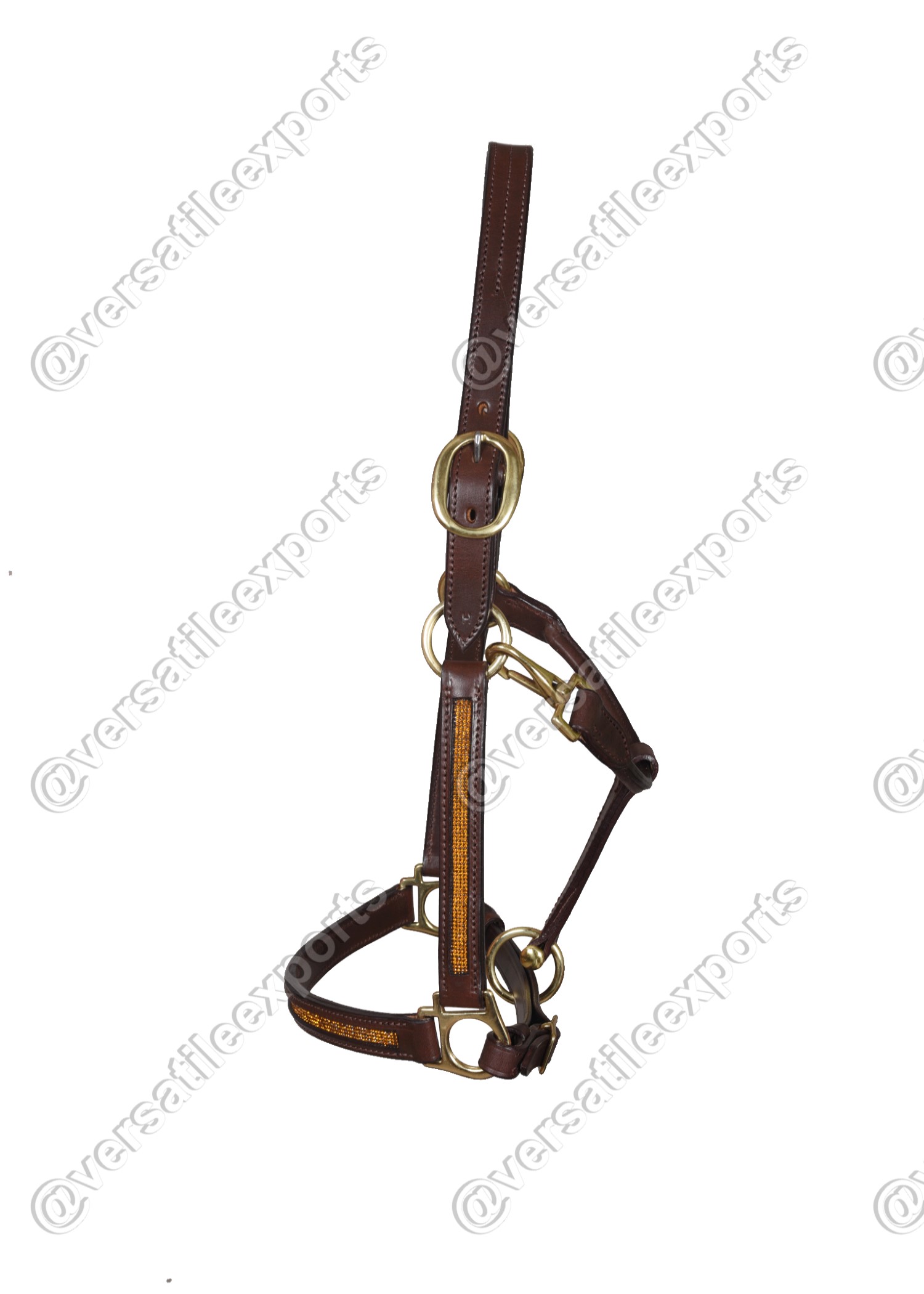 Halter Shiny